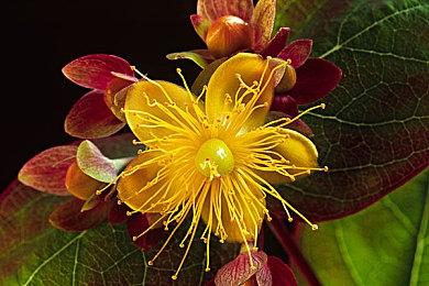 传《女神异闻录6》开发已完成95% 将有故事DLC